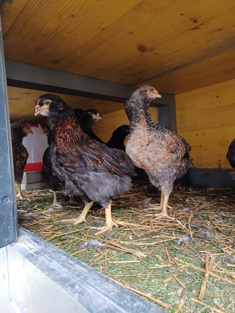 Araucana