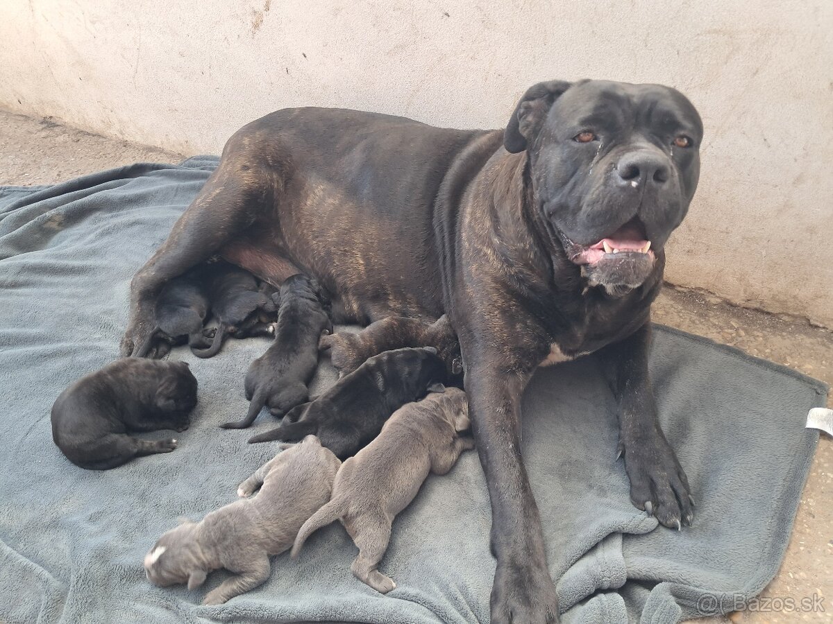 Cane Corso
