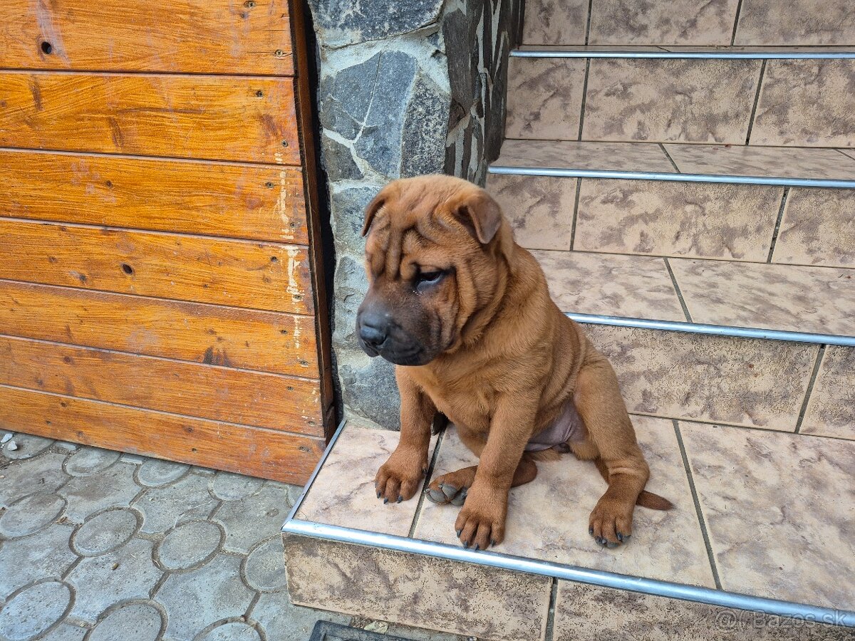 ▶️ SHAR-PEI