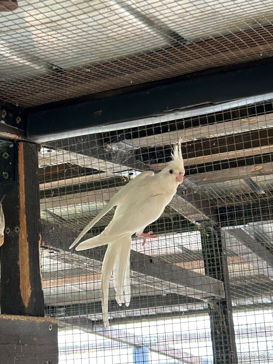 Albino korela