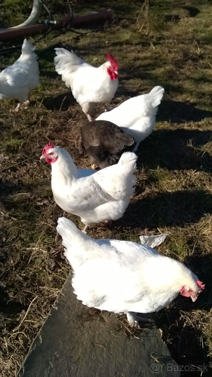 Kohút Marans biela