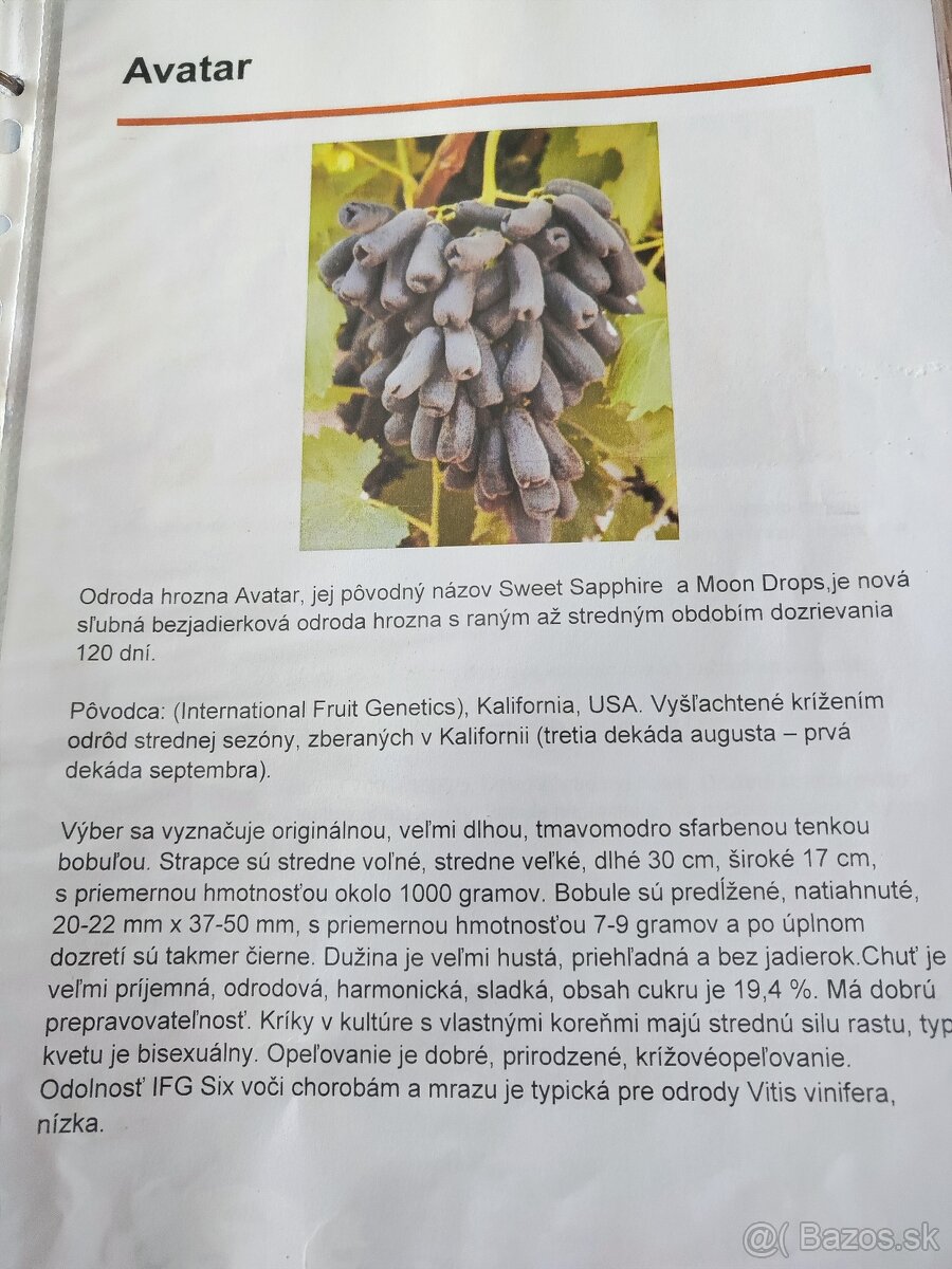 Predám sadenice viniča