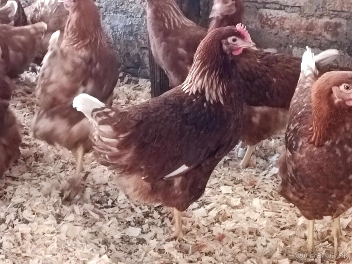 Mladé sliepočky Tetra 18 týž., mládky, jarice