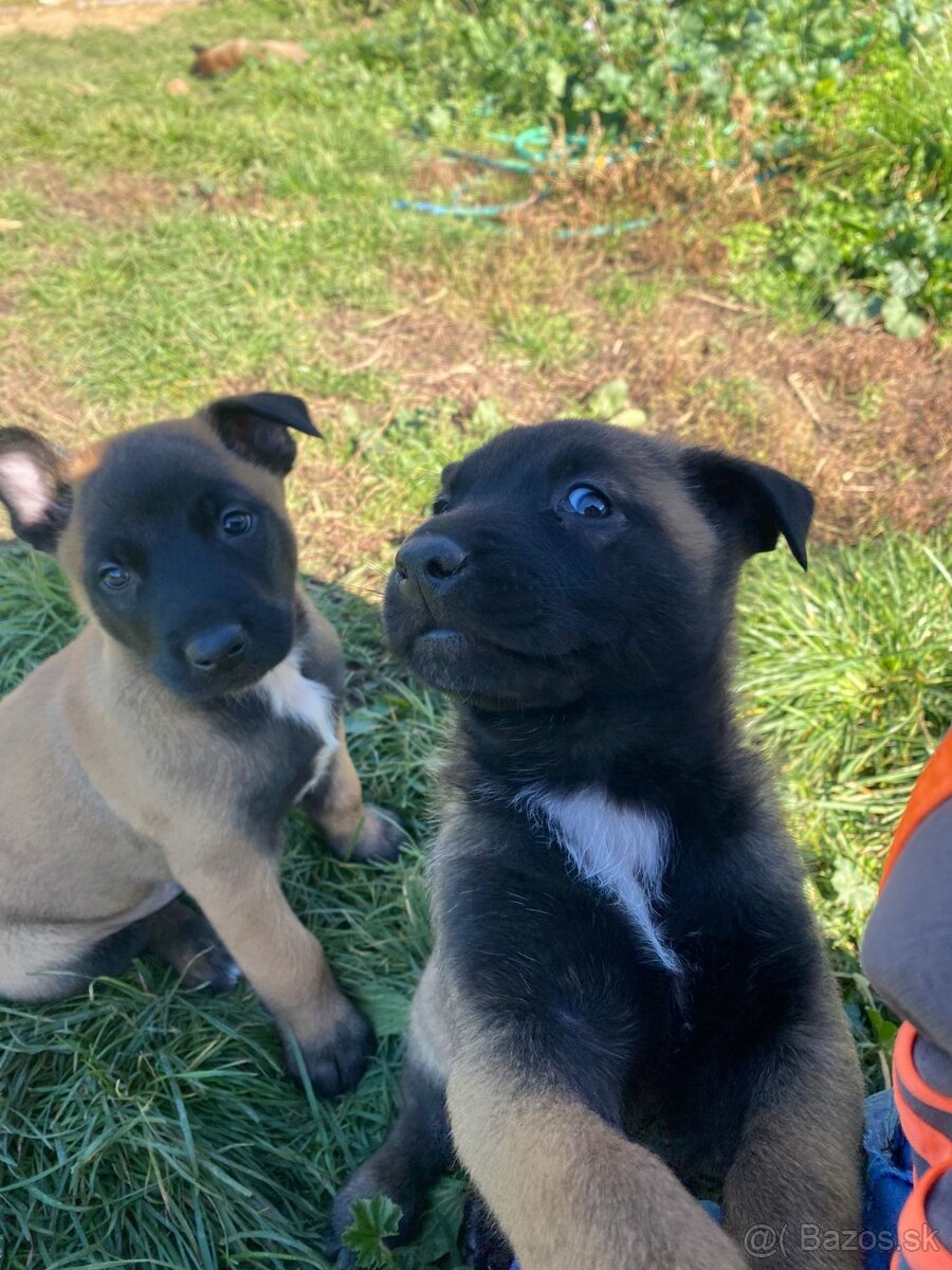 Belgický ovčiak malinois