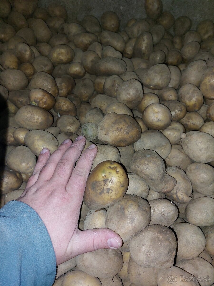 Predam zemiaky SORAYA