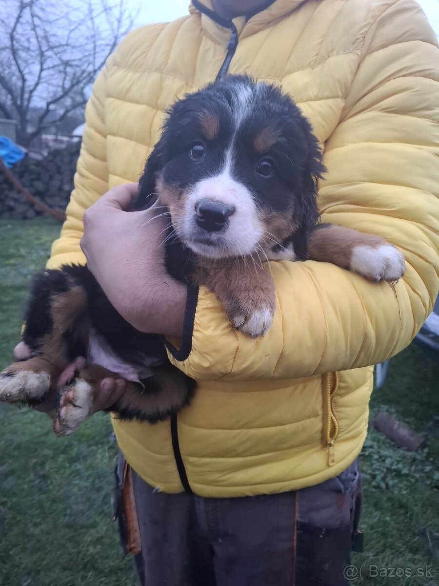 Bernský salašnícky pes- Šteniatka