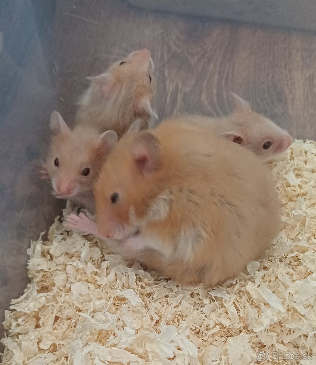 Sýrske škrečky - mláďatká