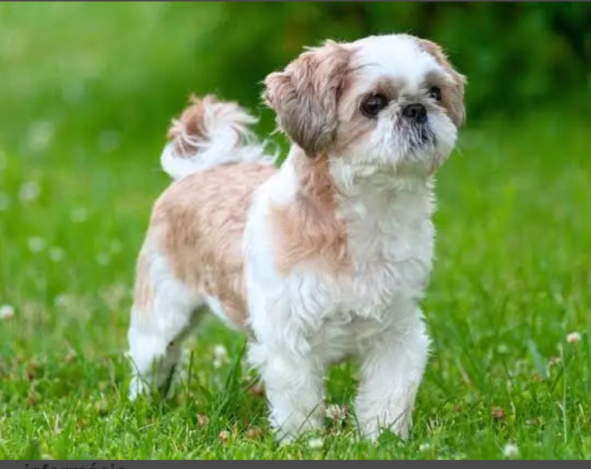 Shith tzu , 6 ročná fenka