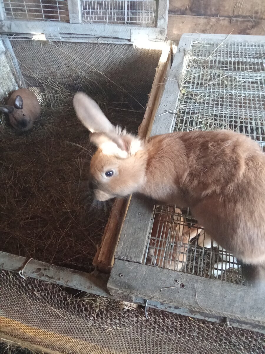 Predám krížence burgundskych králikov