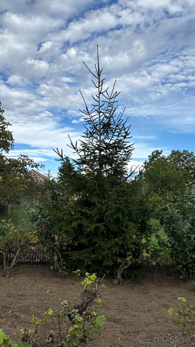 Vianočný stromček - smrek