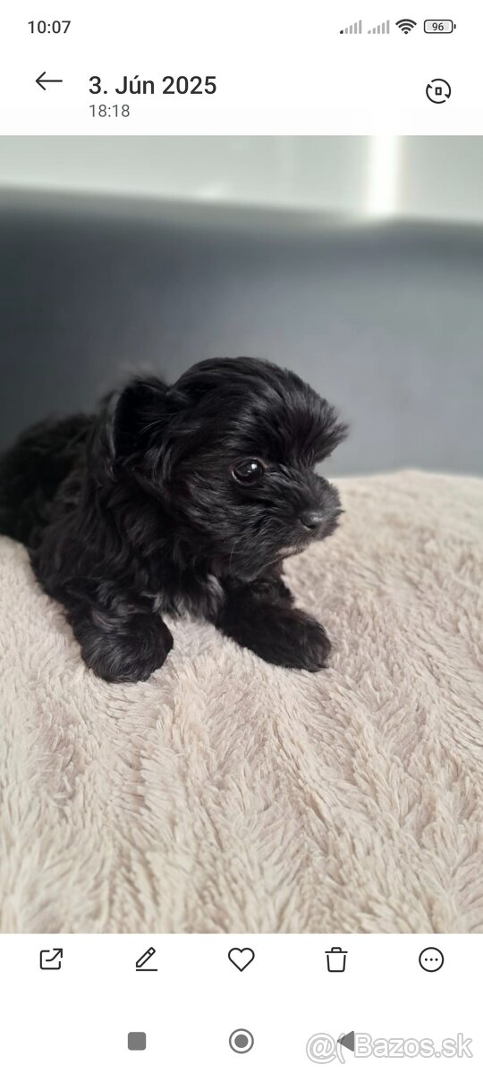 Black Yorkshire terrier