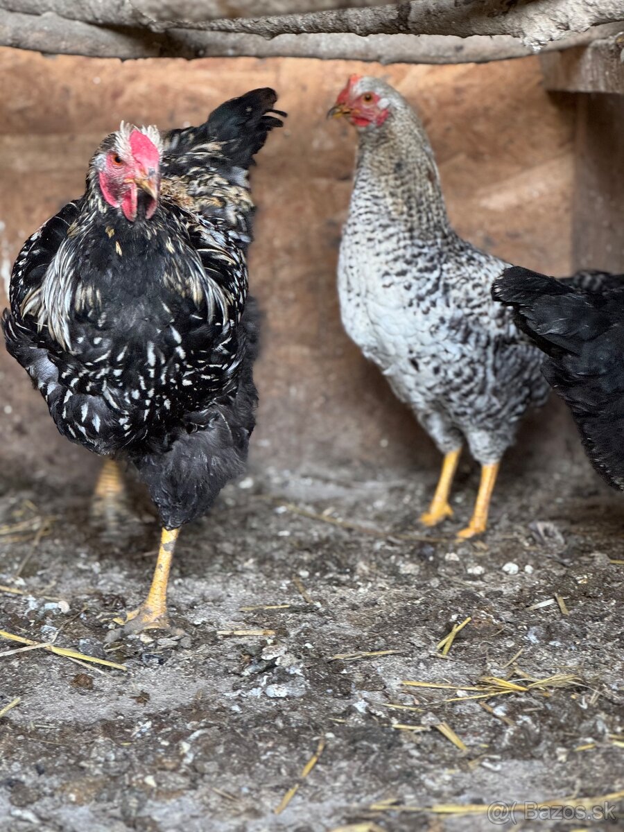 Predám mladé kohuty - eladó kakasok