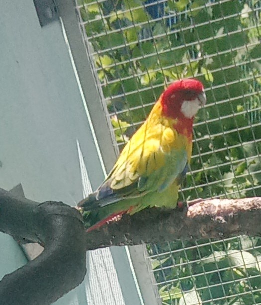 Rozela pestra golden gold
