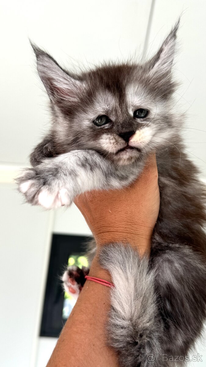 Mainska myvalia Maine Coon Gaya