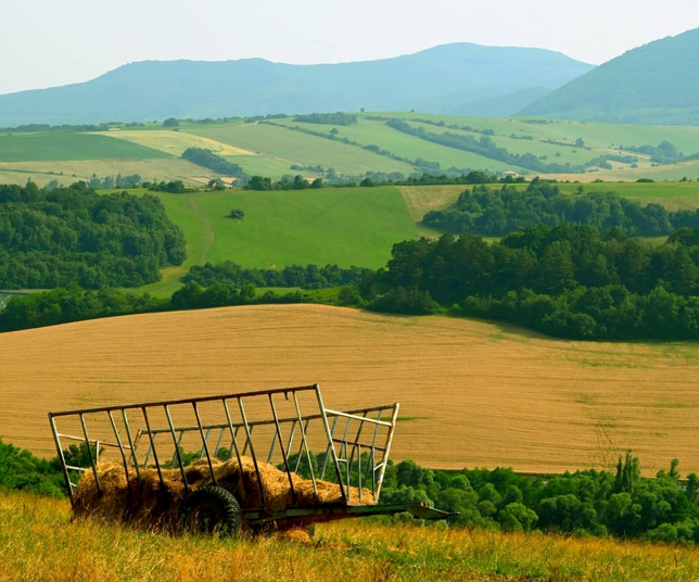 Radvanovce – 2.038 m2 LES