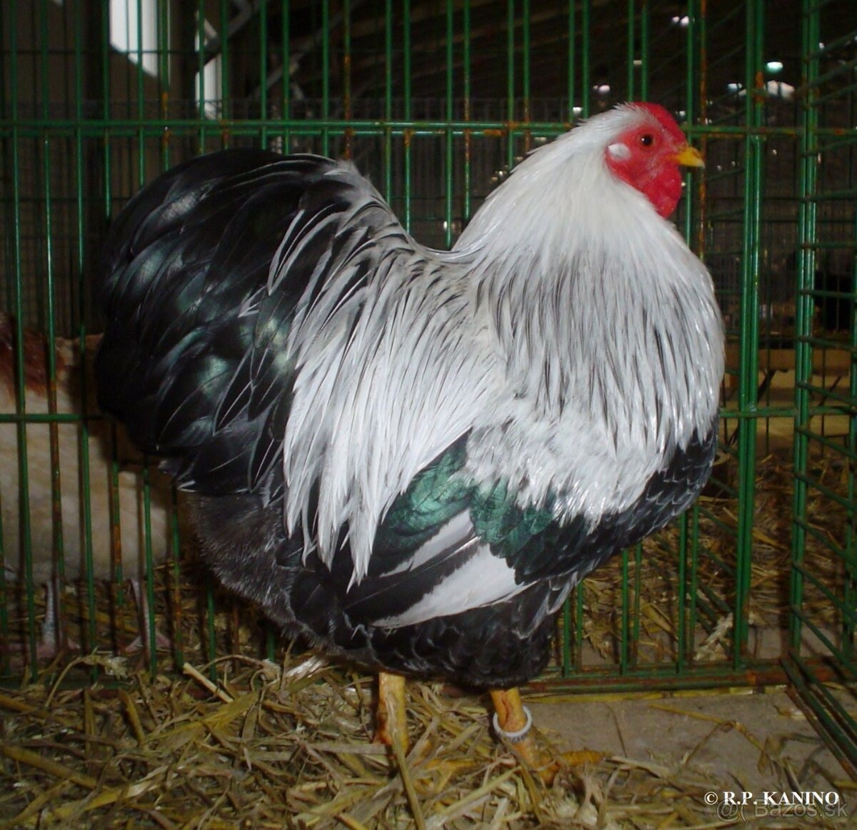 Zdrobnelá wyandotka strieborno sfarbená vlnitá