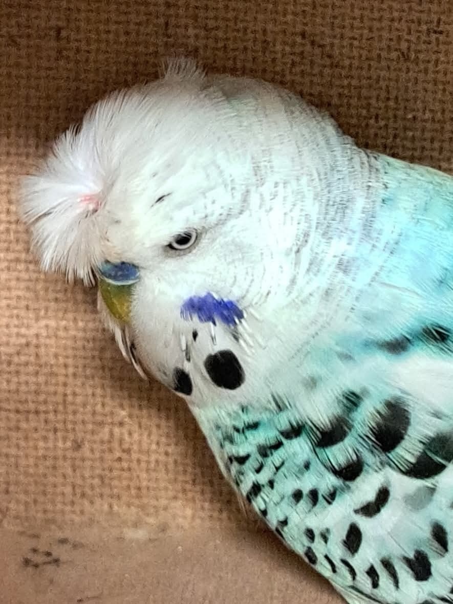 Koupím chocholaté TCB