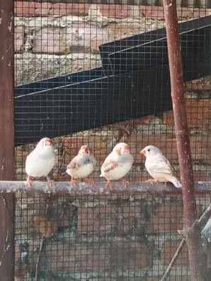 Zebrička austrálska