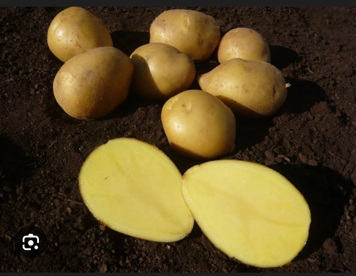 Predám zemiaky odrody Megan a Soraya