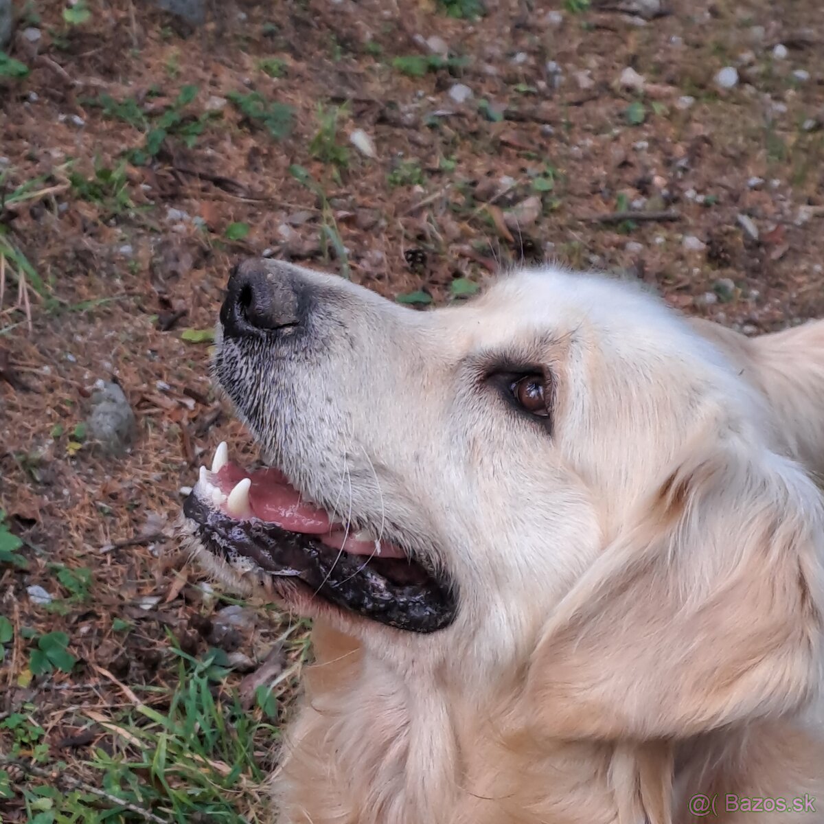 Krytie- Zlatý retriever