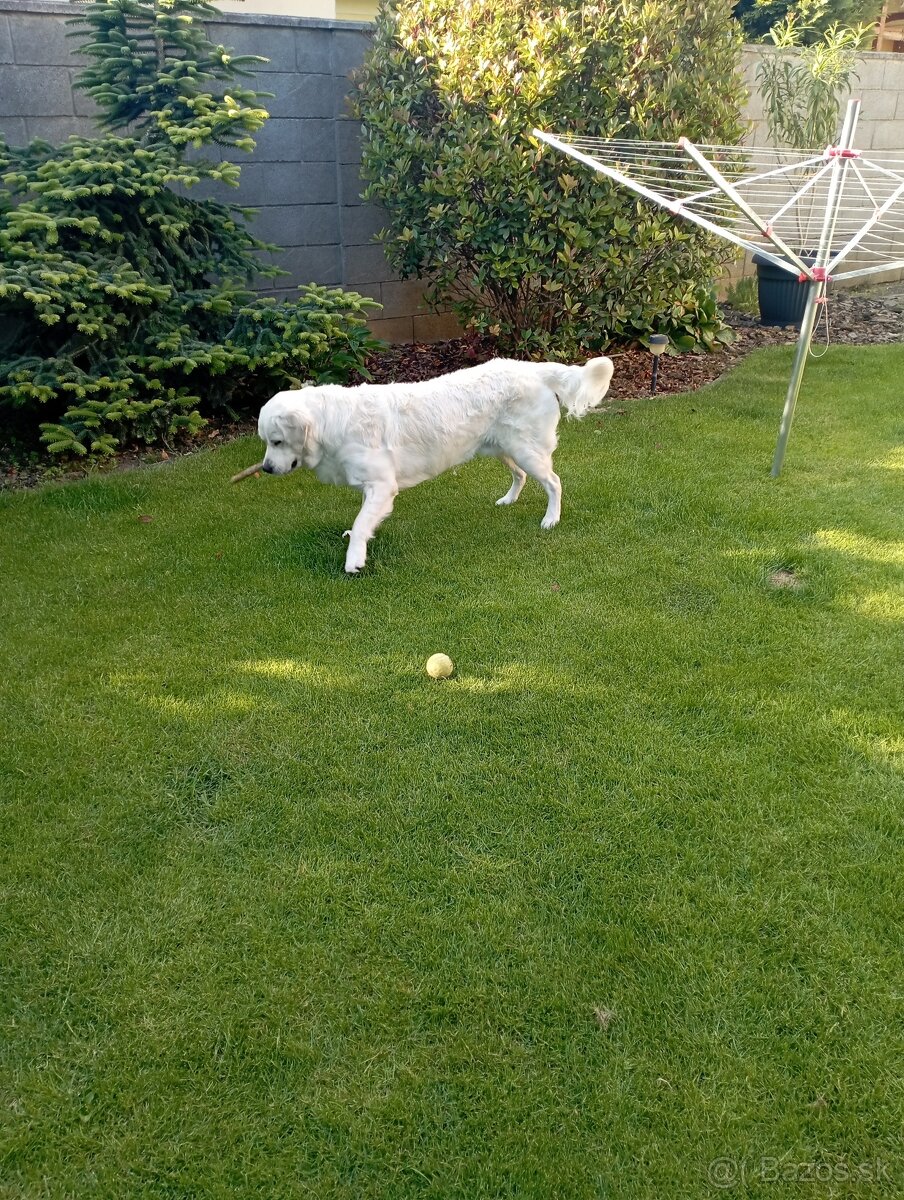 Zlatý retriever
