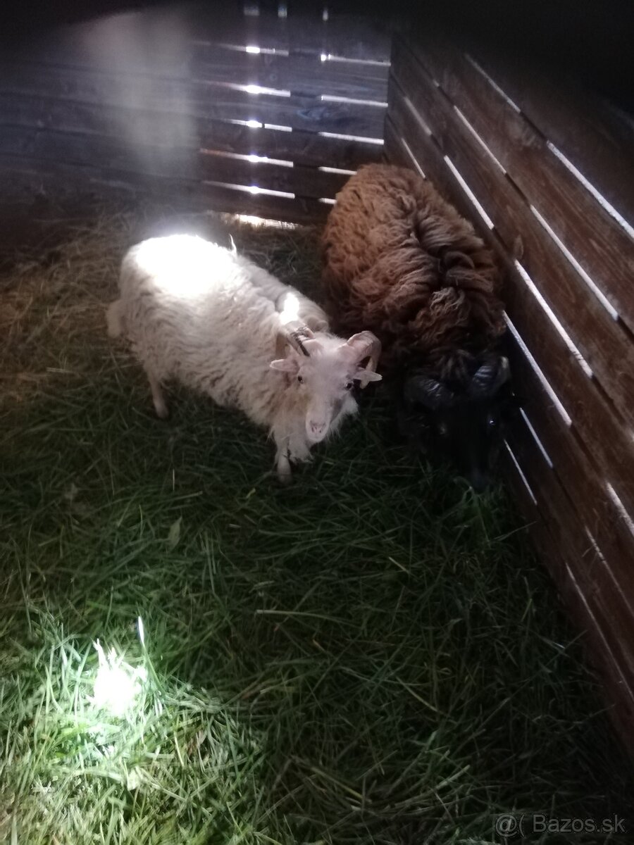 Mini baračekova na predaj
