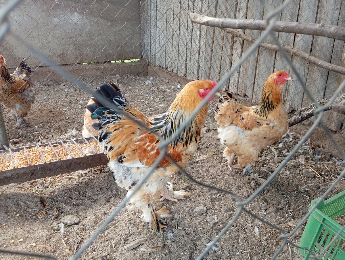 Brahmanka velka