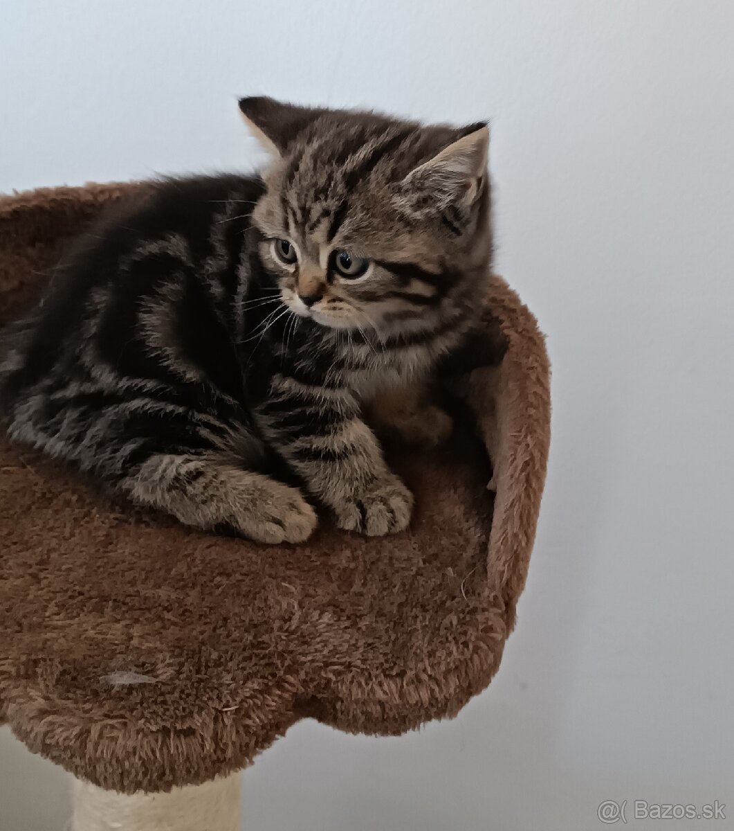 Britský Whiskas kocúr