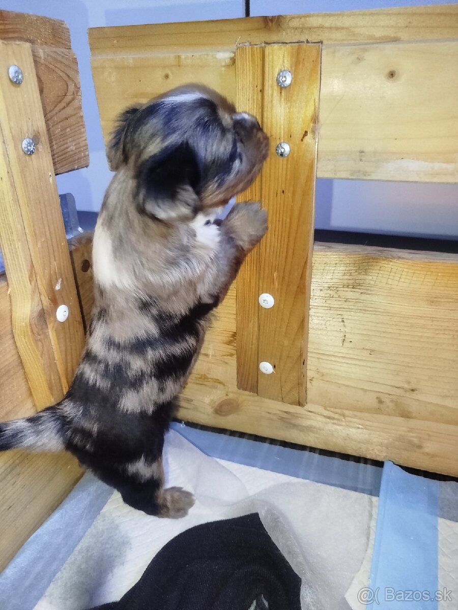 Yorkshire biewer blue merke