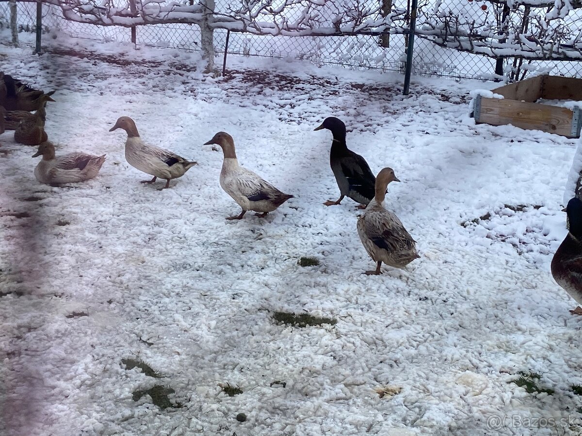 Predám čiarkovane kačice