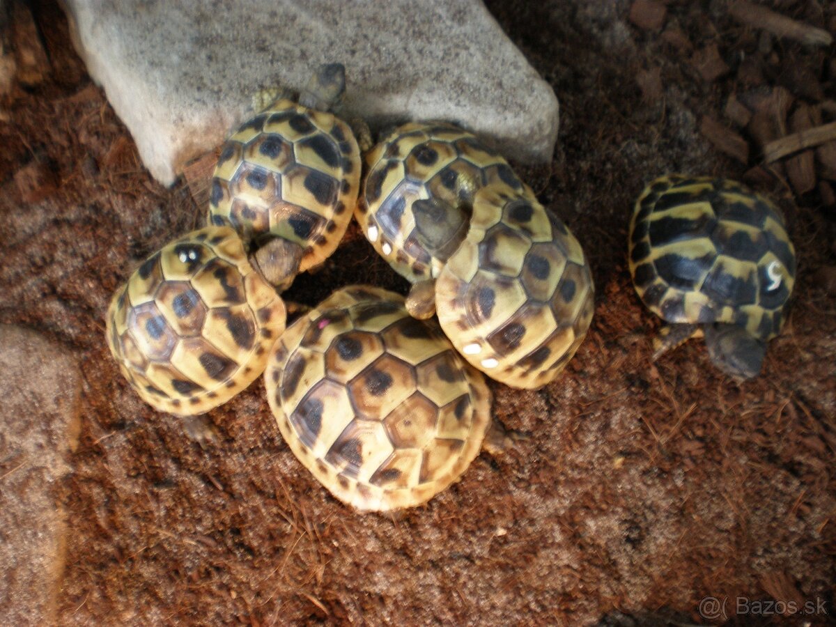 korytnačka zelenkastá