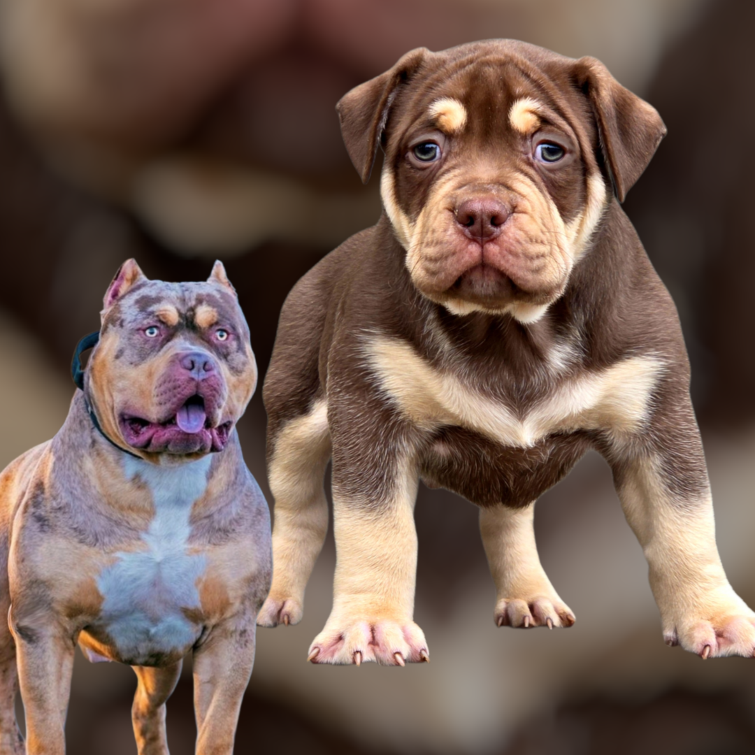 American bully XL XXL