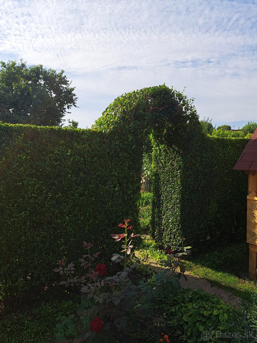 Vtáči zob sadenice