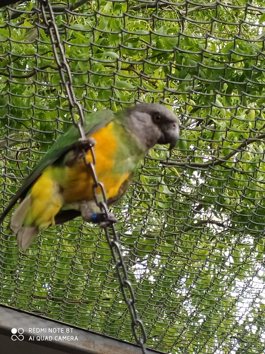 Papagáj senegalský