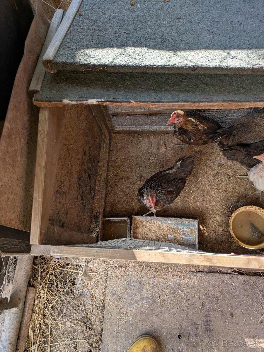Ayam ketawa