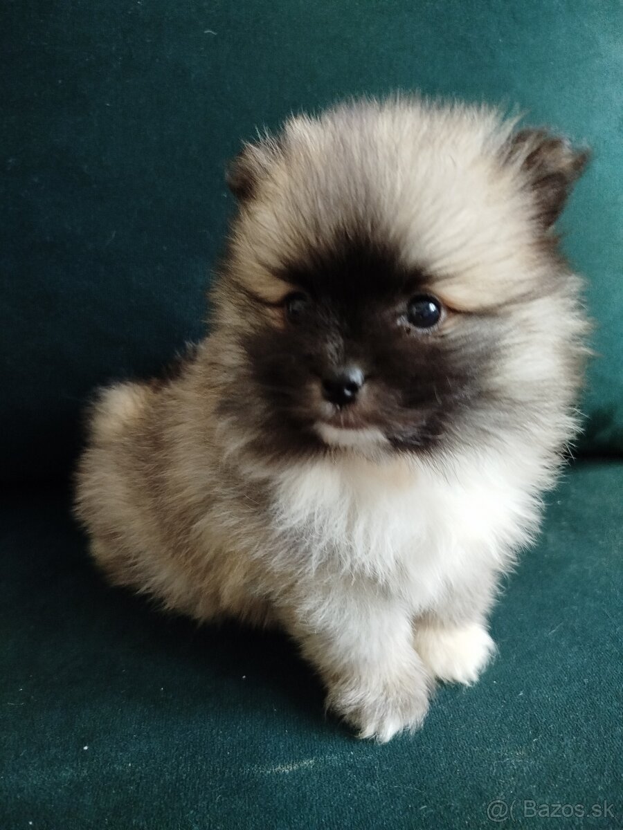 Pomeranian +nemecký špic