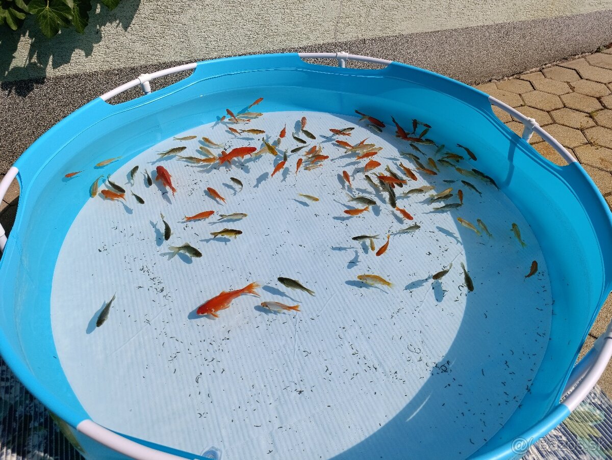 Predám jazierkové rybky, KARASY