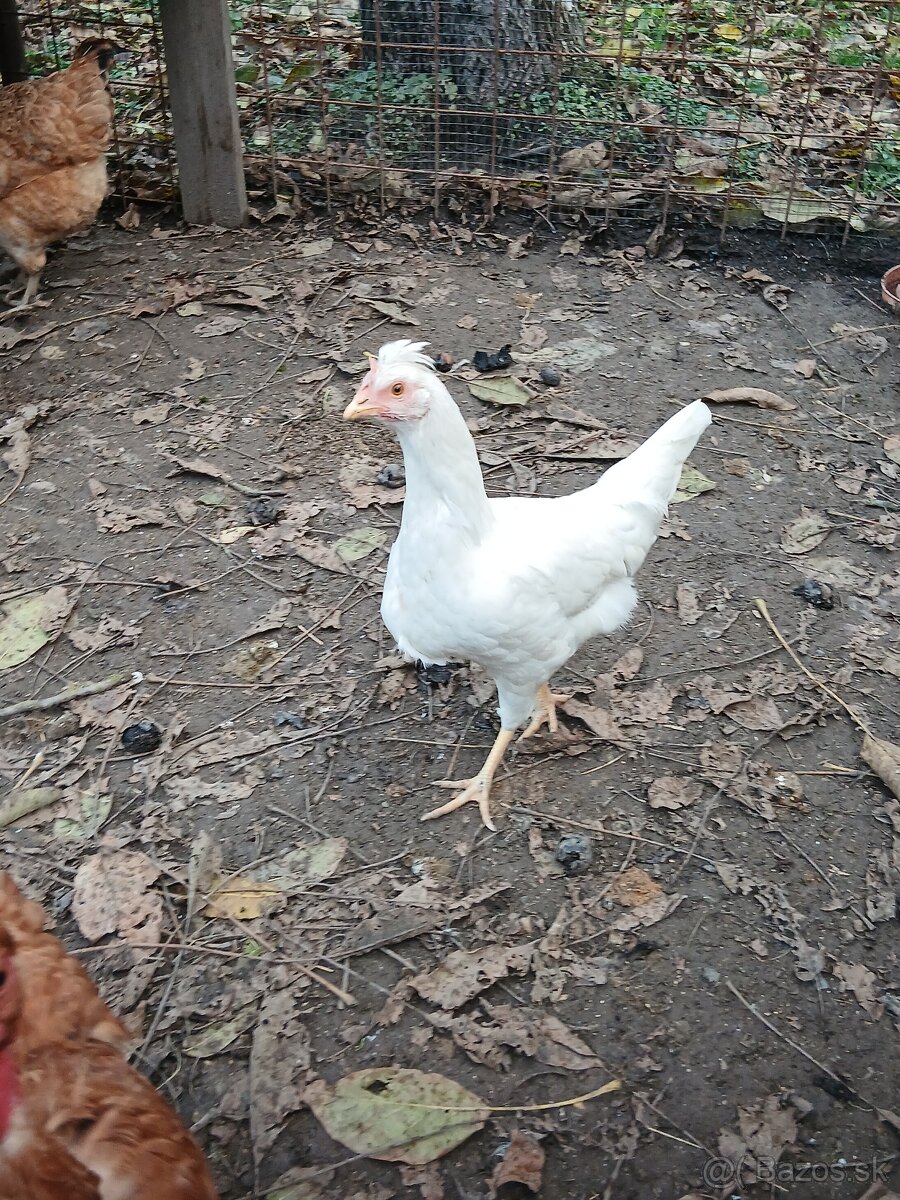 Nasadove vajicka domaci mix