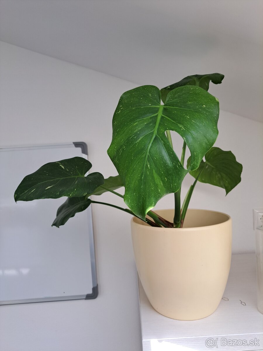 Monstera thai, krásna rozrastená, odber Bratislava