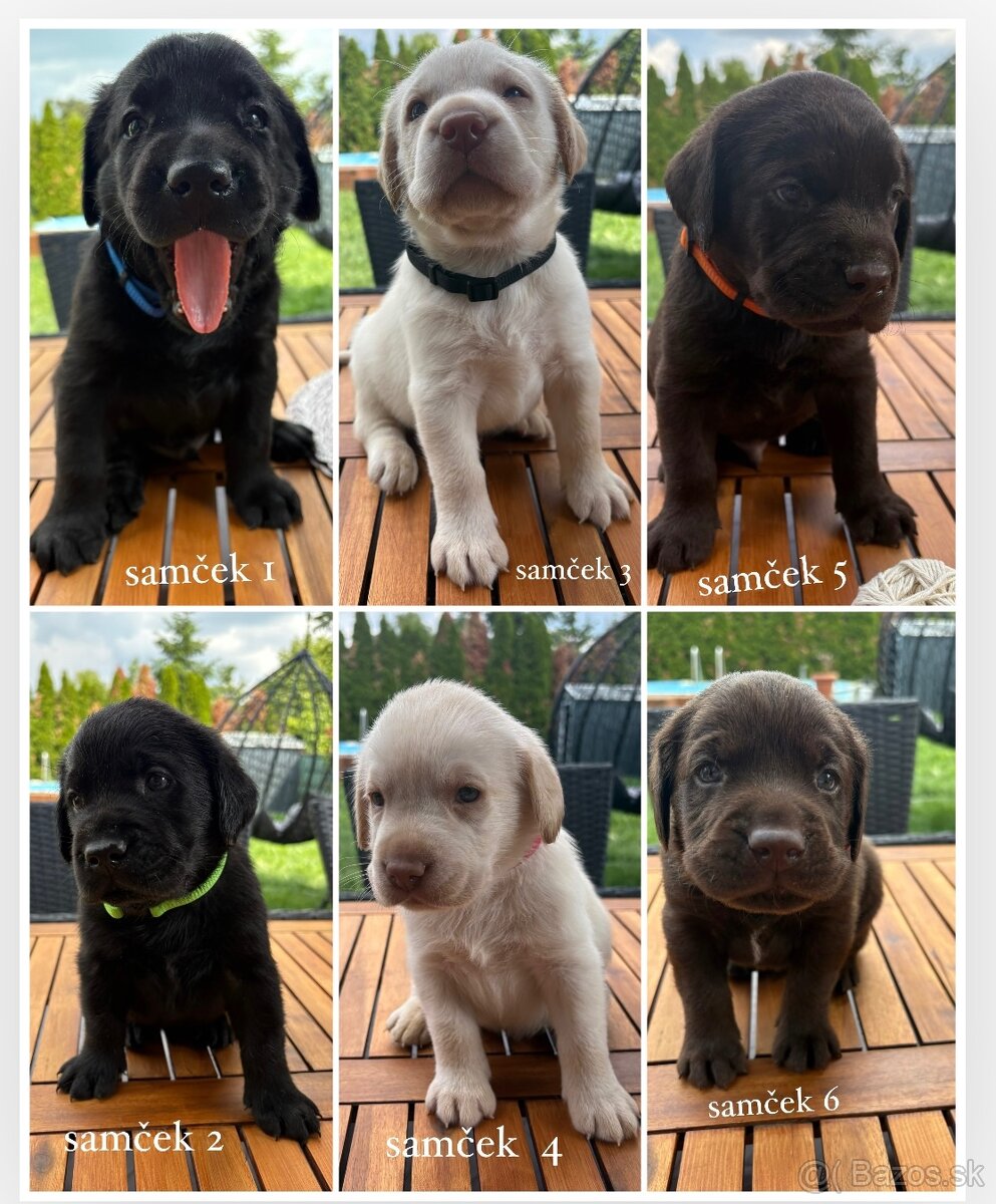 REZERVOVANÉ VŠETKY Labrador-šteniatka