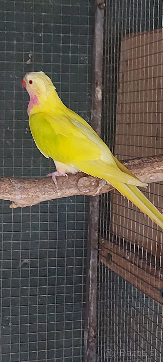Prince alexandrin
