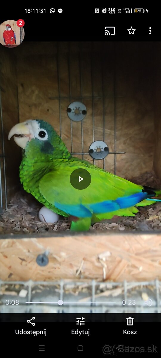 Samica Amazon Ventralis Amazona Haitsky