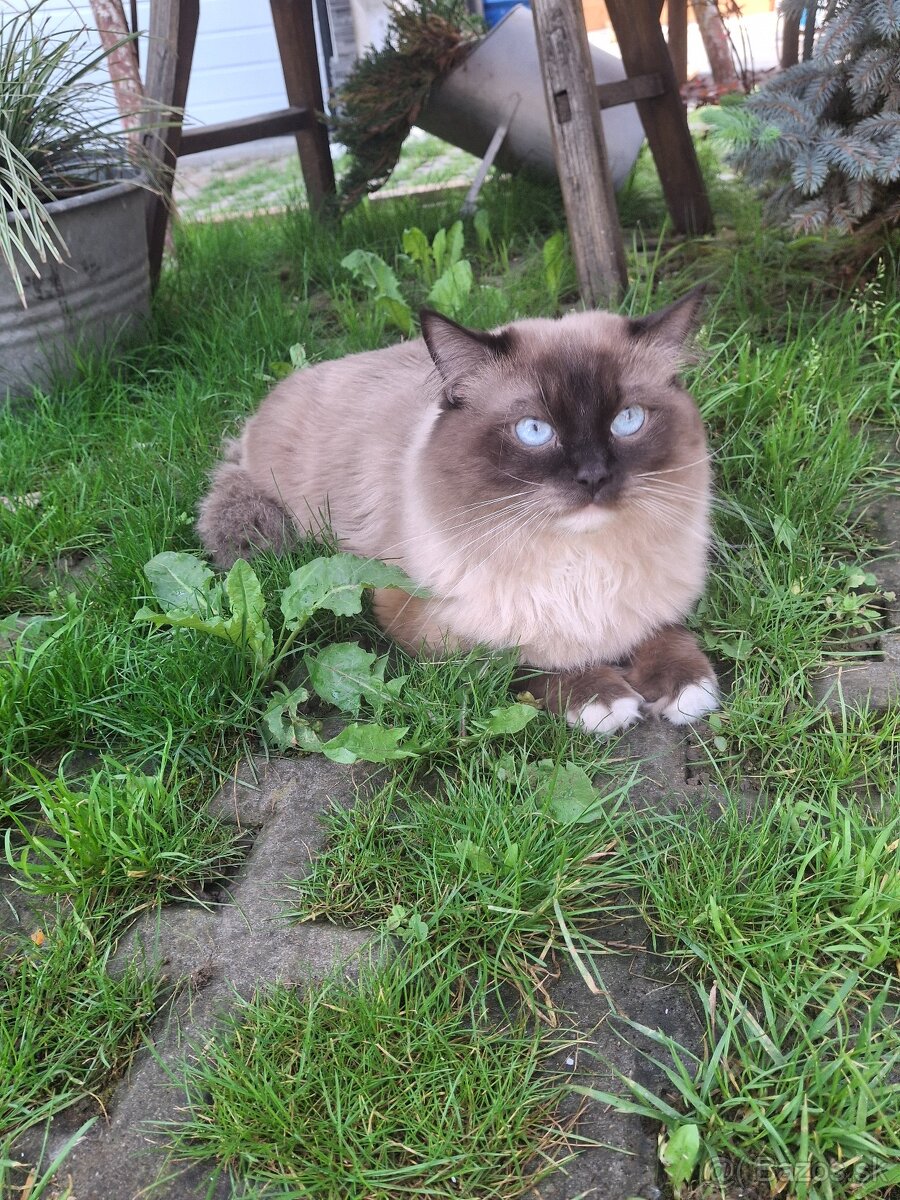 Ragdoll