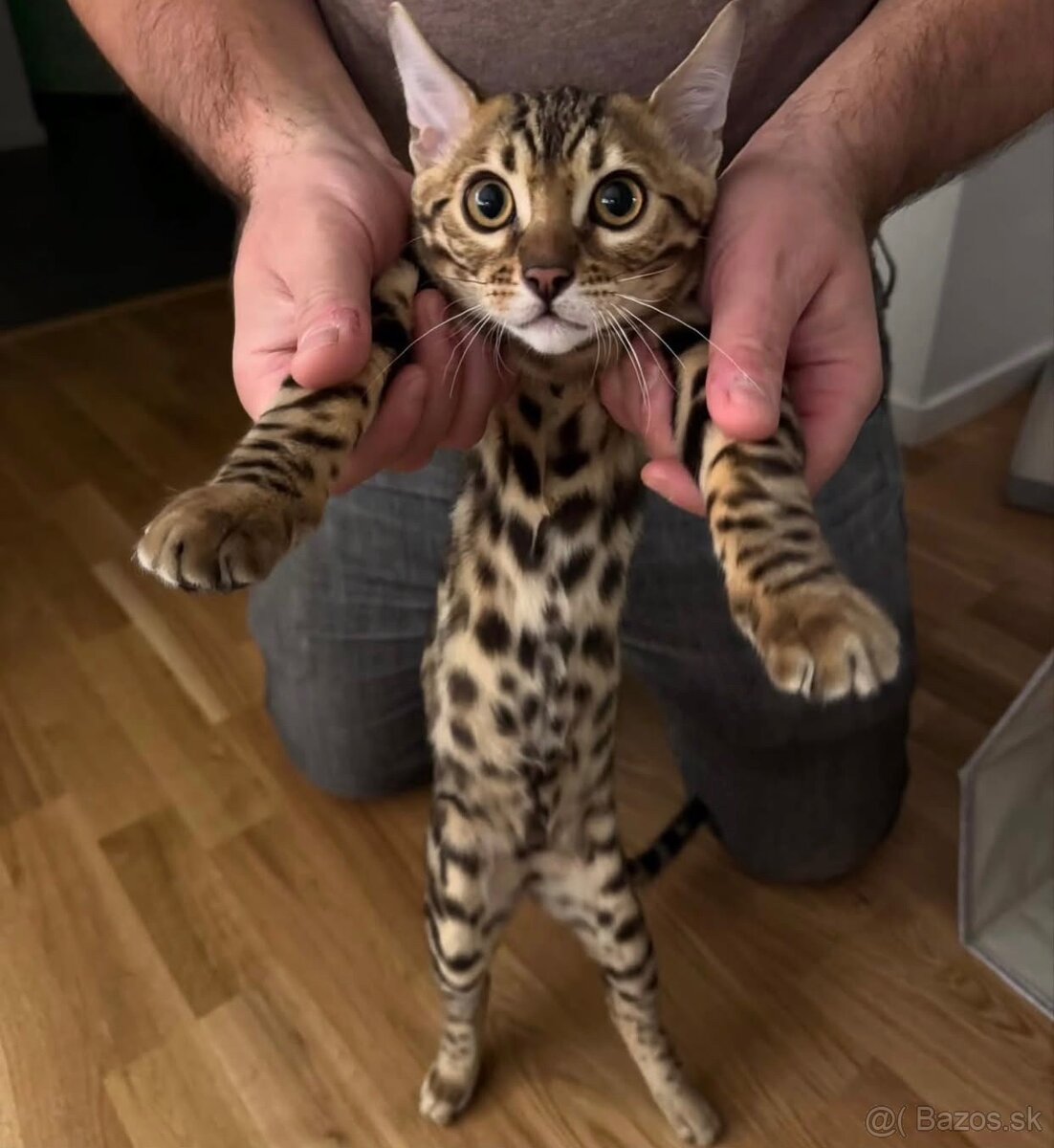 Dve krásne bengálske mačiatka na adopciu.