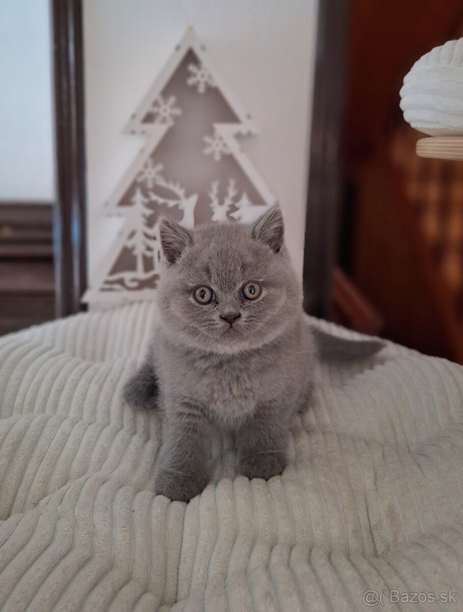 Britské modré mačiatka s PP