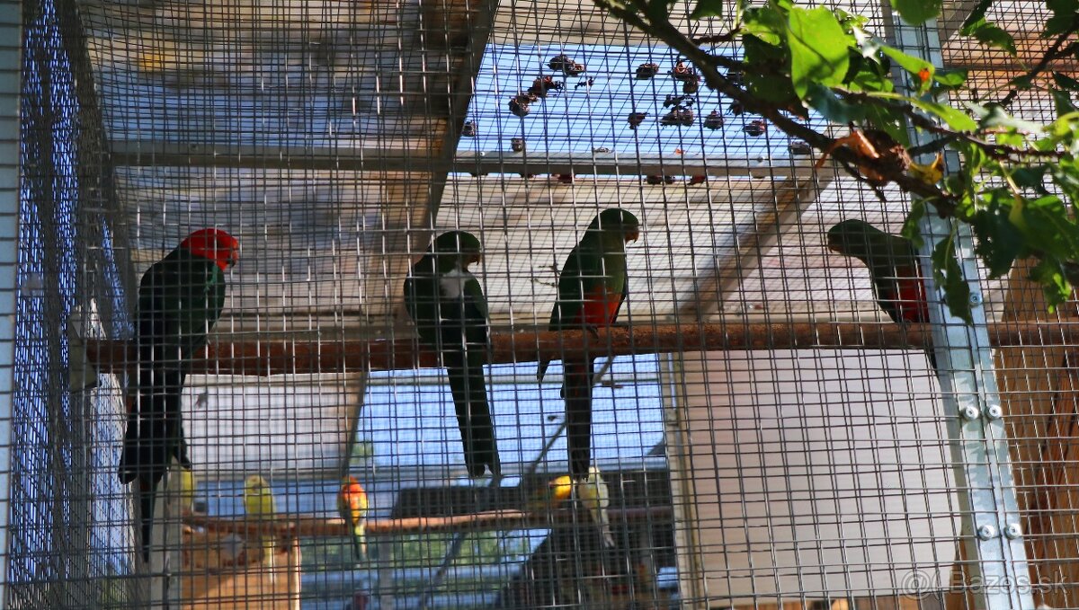 papagáj kráľovský