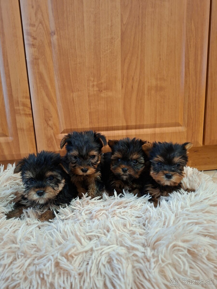 Yorkshirsky terier York