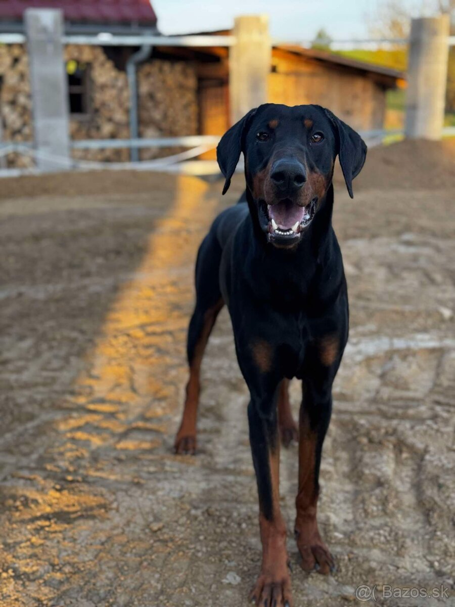 Doberman