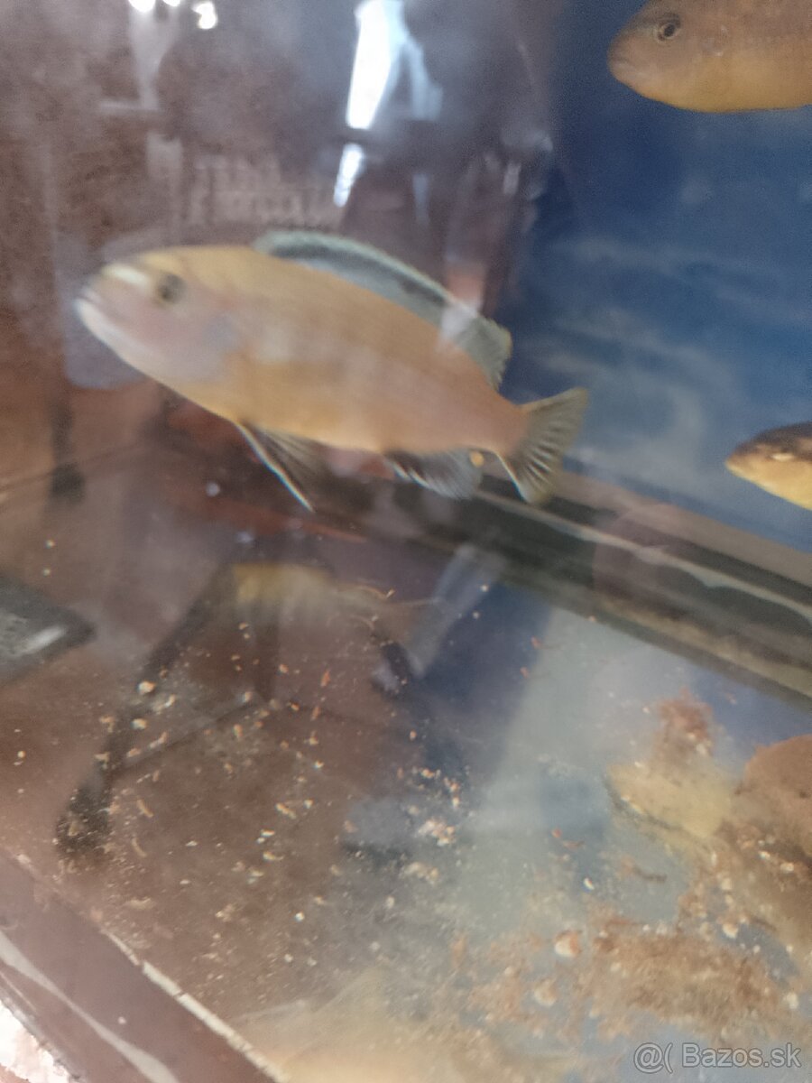 Africké cichlidy.