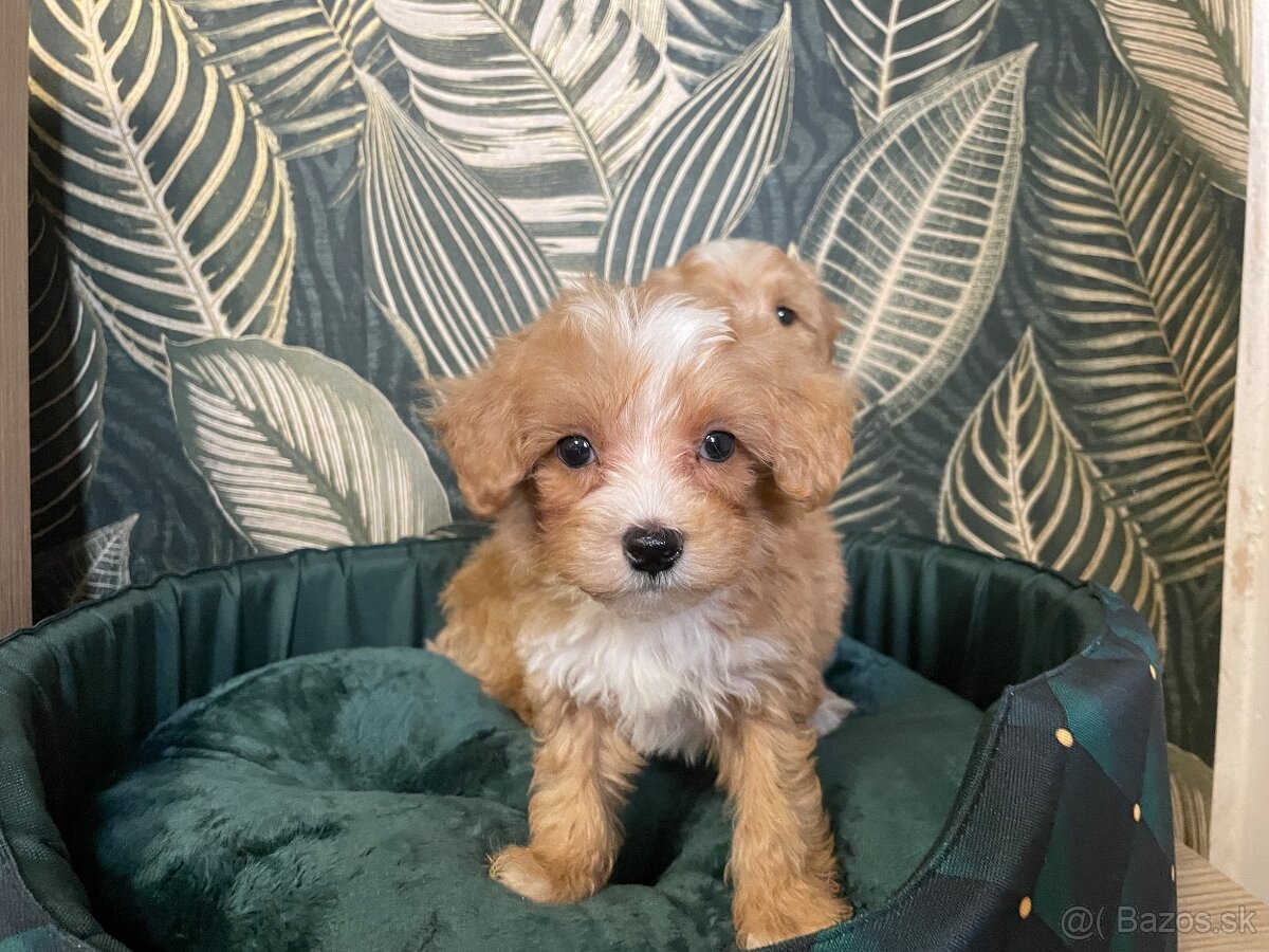 Maltipoo exkluzivní štěňátka